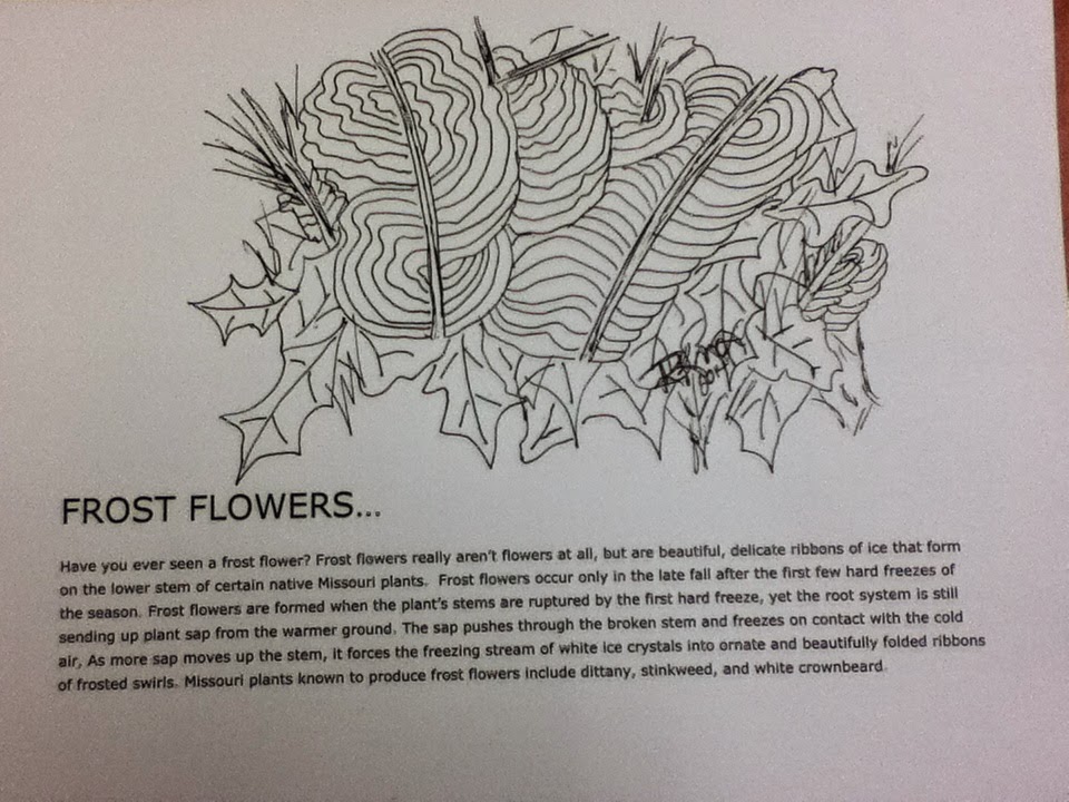 Life On The Tallgrass Prairie: Frost Flower Coloring Sheet